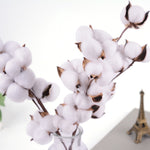 Load image into Gallery viewer, Natural Dried Cotton Flowers
