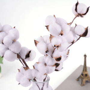 Natural Dried Cotton Flowers
